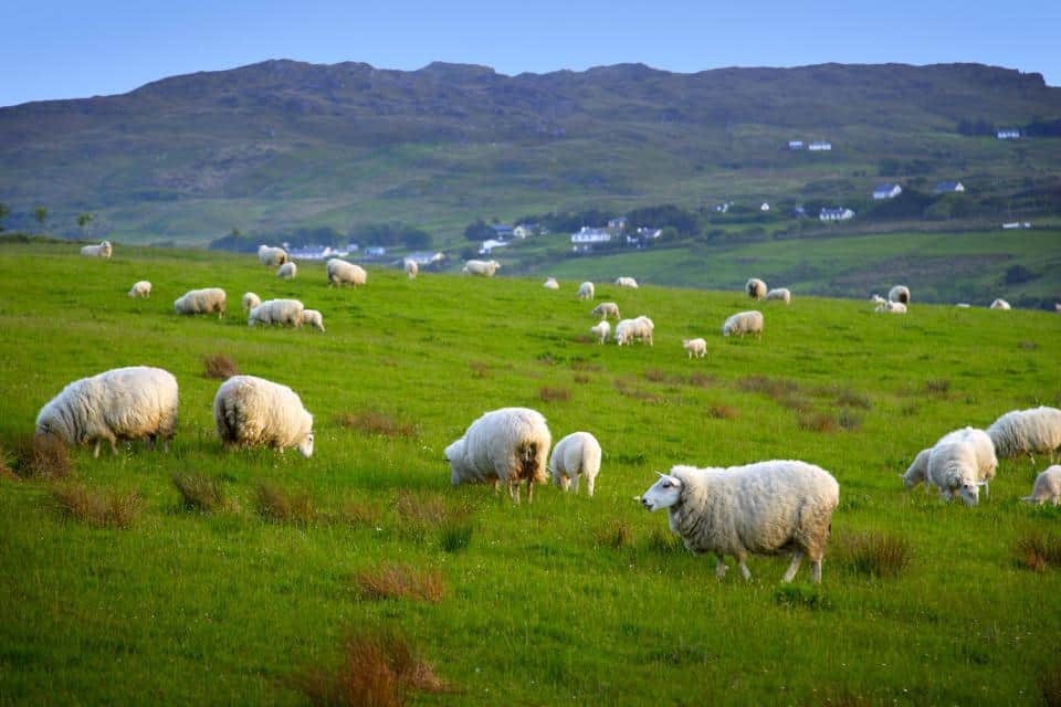Ireland Food Services