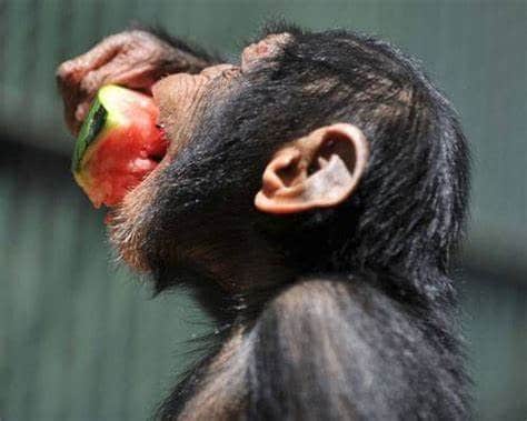 Foodservice consultants for Zoo